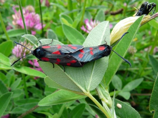 Six-spot Burnet (Zygaena filipendulae), adult. Taken outside Durham, 09-07-2008. Copyright Keith Dover.