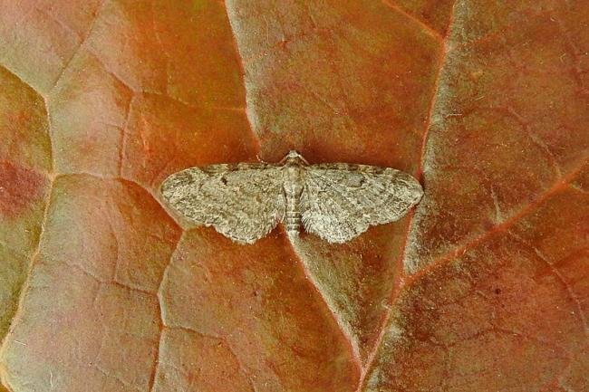 Slender Pug (Eupithecia tenuiata), adult. Chester-le-Street, 19-07-2018. Copyright Keith Dover.