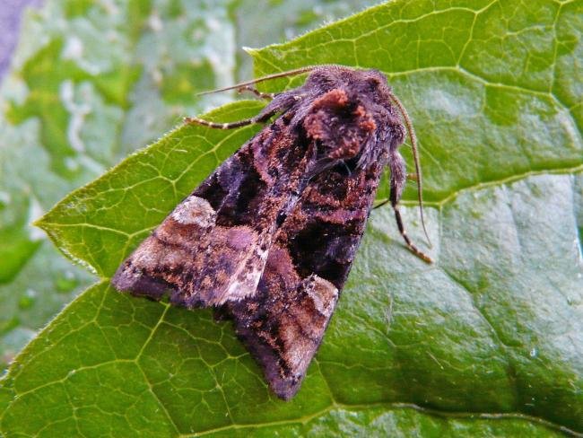 Small Angle Shades (Euplexia lucipara), adult. Taken outside Durham, 16-06-2009. Copyright Keith Dover.