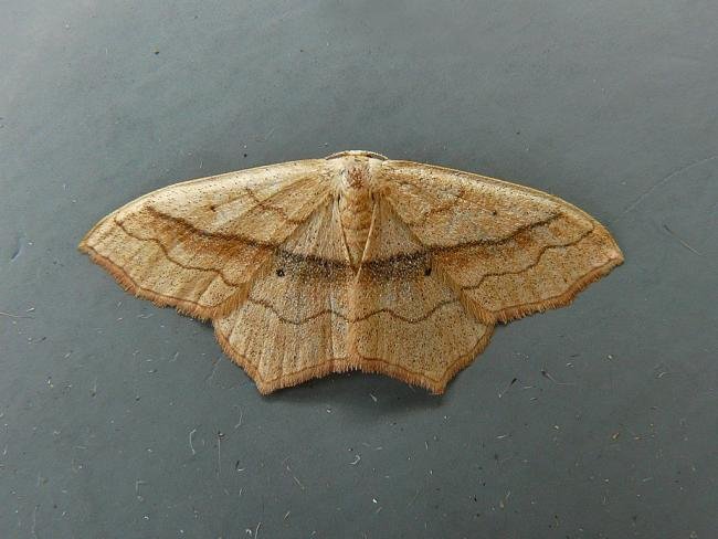 Small Blood-vein (Scopula imitaria), adult. Horden, 30-09-2009. Copyright Keith Dover.
