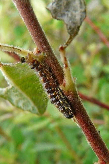 Small Chocolate-tip (Clostera pigra), larval. Taken outside Durham, 03-08-2014. Copyright Keith Dover.