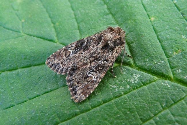 Small Clouded Brindle (Apamea unanimis), adult. Taken outside Durham, 03-07-2013. Copyright Keith Dover.
