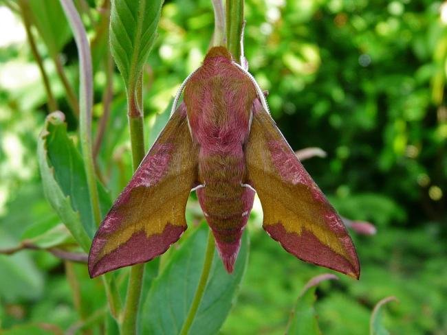 Small Elephant Hawk-moth (Deilephila porcellus), adult. Taken outside Durham, 13-06-2009. Copyright Keith Dover.