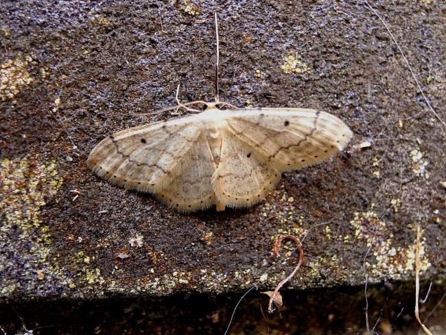 Small Fan-footed Wave (Idaea biselata), adult. Chester-le-Street, 13-07-2005. Copyright Keith Dover.