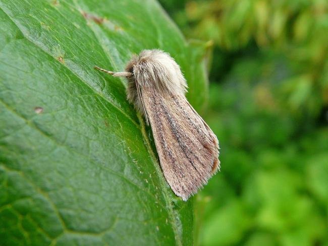 Small Wainscot (Denticucullus pygmina), adult. Taken outside Durham, 31-07-2009. Copyright Keith Dover.