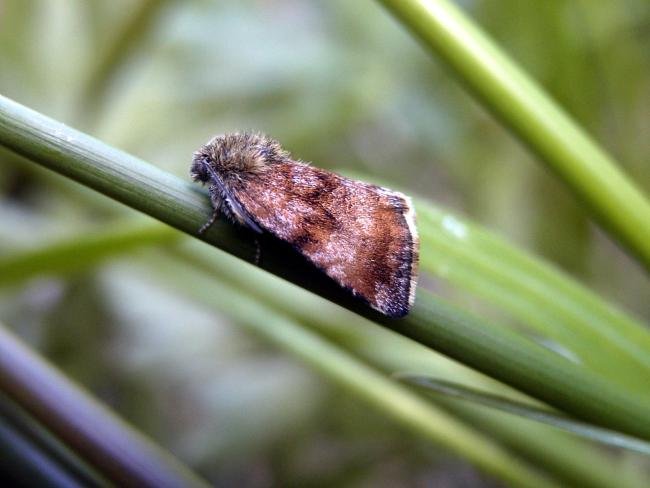 Small Yellow Underwing (Panemeria tenebrata), adult. Waldridge Fell, 17-05-2005. Copyright Keith Dover.