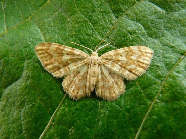 Small Yellow Wave (Hydrelia flammeolaria), adult. Taken outside Durham, 15-06-2009. Copyright Keith Dover.