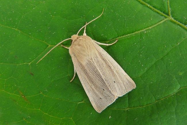 Southern Wainscot (Mythimna straminea), adult. Taken outside Durham, 04-08-2012. Copyright Keith Dover.