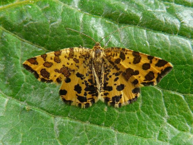 Speckled Yellow (Pseudopanthera macularia), adult. 03-06-2009. Copyright Keith Dover.