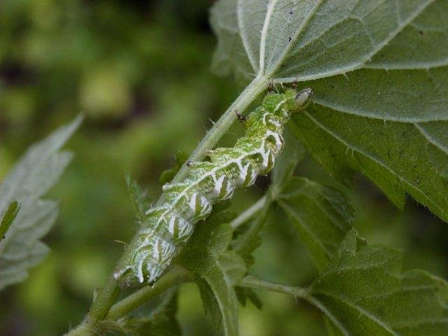 Spectacle (Abrostola tripartita), larval. Taken outside Durham, 17-08-2004. Copyright Keith Dover.