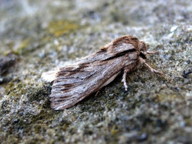Sprawler (Asteroscopus sphinx), adult. Taken outside Durham, 28-10-2007. Copyright Keith Dover.