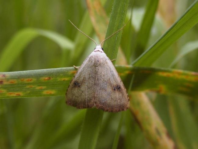 Straw Dot (Rivula sericealis), adult. Taken outside Durham, 11-07-2004. Copyright Keith Dover.