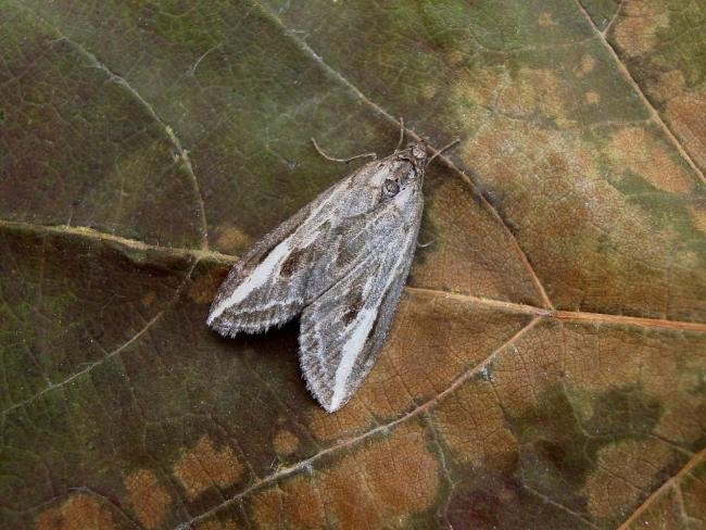 Streak (Chesias legatella), adult. Taken outside Durham, 03-11-2007. Copyright Keith Dover.