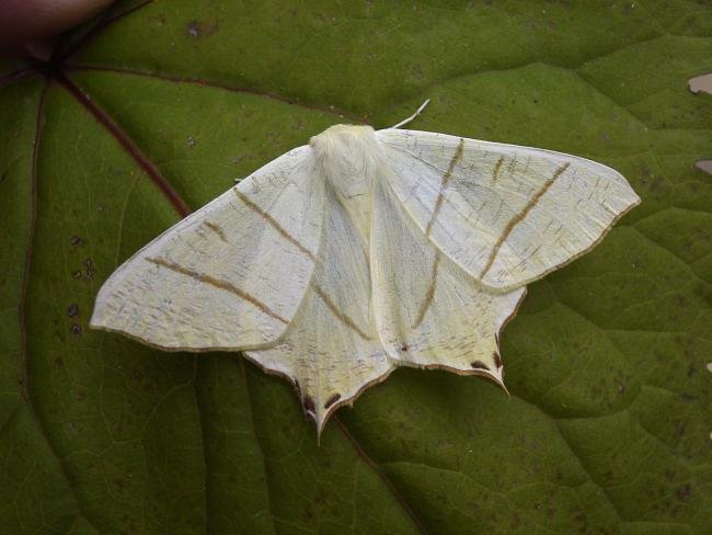 Swallow-tailed Moth (Ourapteryx sambucaria), adult. Chester-le-Street, 13-07-2007. Copyright Keith Dover.