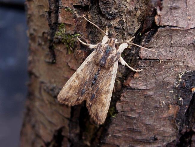 Tawny Pinion (Lithophane semibrunnea), adult. Taken outside Durham, 06-04-2005. Copyright Keith Dover.
