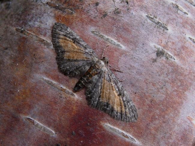 Tawny Speckled Pug (Eupithecia icterata), adult. Taken outside Durham, 21-07-2005. Copyright Keith Dover.