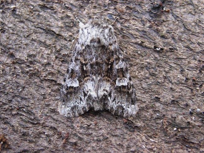 Glaucous Shears (Papestra biren), adult. Knitsley Fell. Copyright Keith Dover.