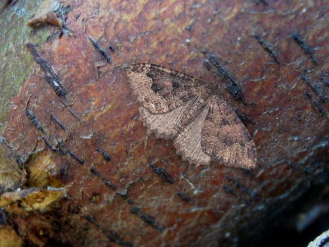 Tissue (Triphosa dubitata), adult. Taken outside Durham, 26-01-2006. Copyright Keith Dover.