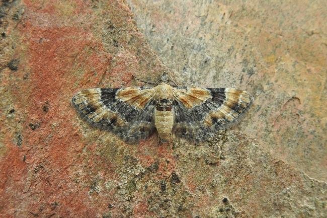Toadflax Pug (Eupithecia linariata), adult. Chester-le-Street, 18-08-2017. Copyright Keith Dover.