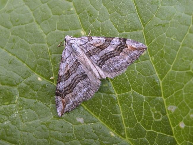 Treble-bar (Aplocera plagiata), adult. Taken outside Durham, 01-08-2006. Copyright Keith Dover.