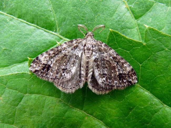Twin-spot Carpet (Mesotype didymata), adult. Taken outside Durham, 08-07-2008. Copyright Keith Dover.