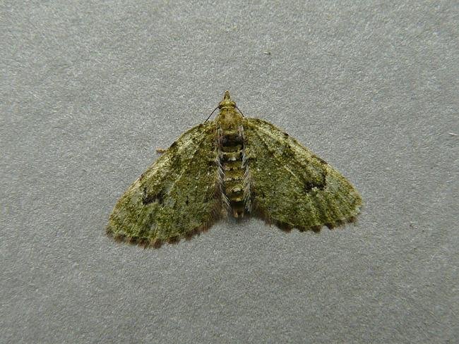 V-Pug (Chloroclystis v-ata), adult. Chester-le-Street, 15-05-2009. Copyright Keith Dover.