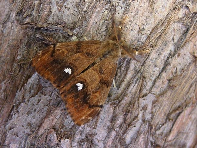 Vapourer (Orgyia antiqua), adult, male. Chester-le-Street, 06-07-2006. Copyright Keith Dover.