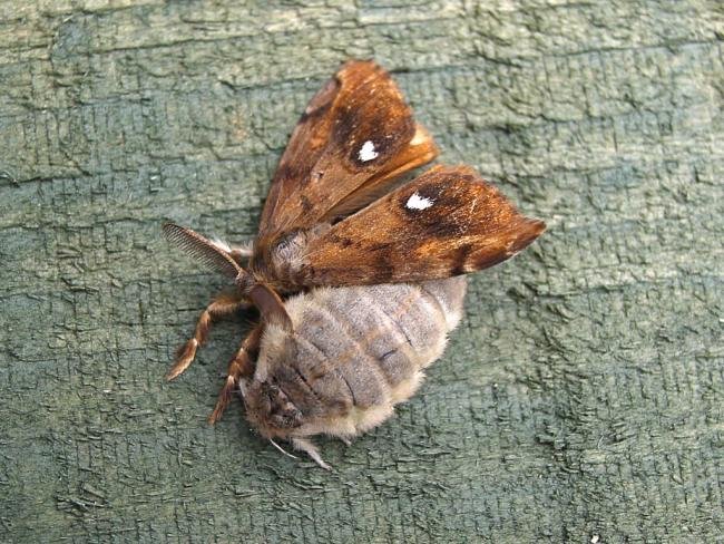 Vapourer (Orgyia antiqua), adult, female. Chester-le-Street, 08-07-2006. Copyright Keith Dover.
