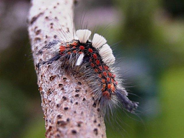 Vapourer (Orgyia antiqua), larval. Copyright Keith Dover.
