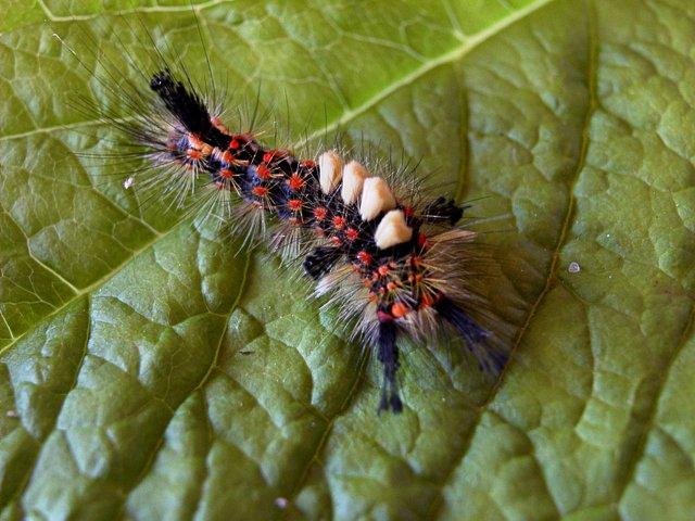 Vapourer (Orgyia antiqua), larval. Copyright Keith Dover.