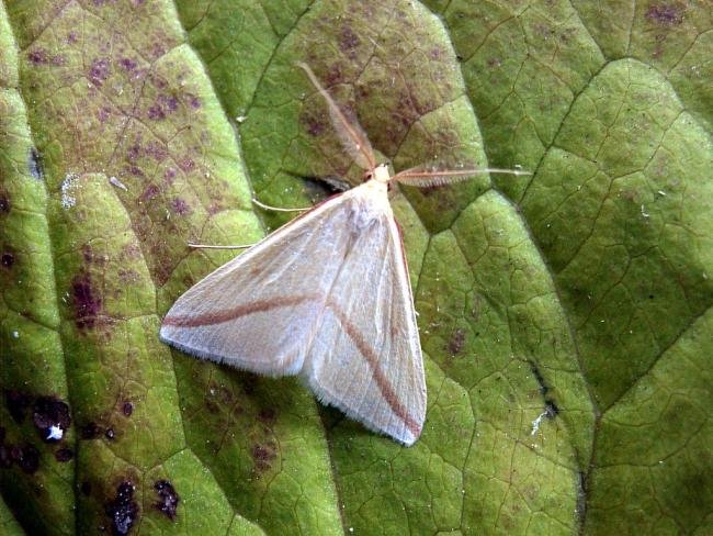 Vestal (Rhodometra sacraria), adult. 20-09-2004. Copyright Keith Dover.