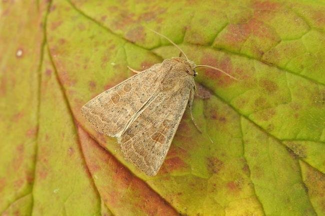 Vine's Rustic (Hoplodrina ambigua), adult. Chester-le-Street, 27-08-2017. Copyright Keith Dover.