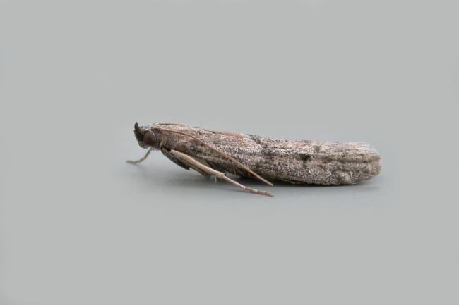 Vitula serratilineella, adult. Chester-le-Street, 05-09-2018. Copyright Keith Dover.