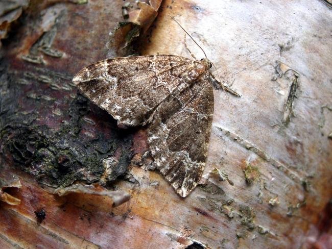 Water Carpet (Lampropteryx suffumata), adult. Chopwell Wood, 25-05-2005. Copyright Keith Dover.