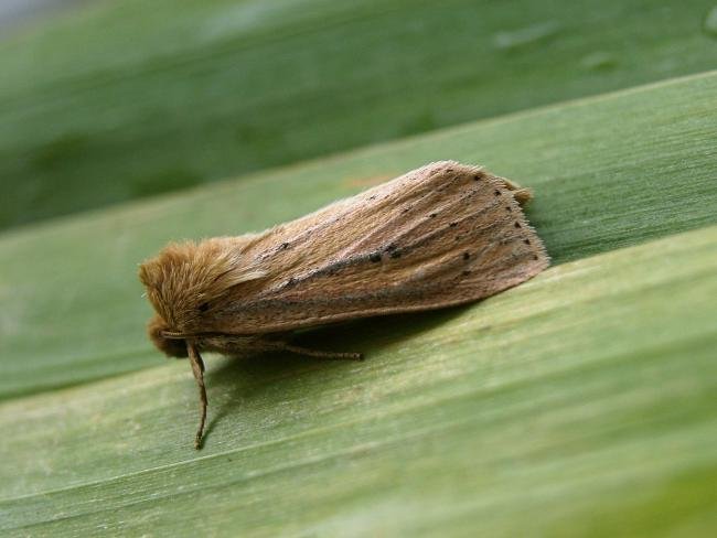 Webb's Wainscot (Globia sparganii), adult. Taken outside Durham, 18-08-2006. Copyright Keith Dover.