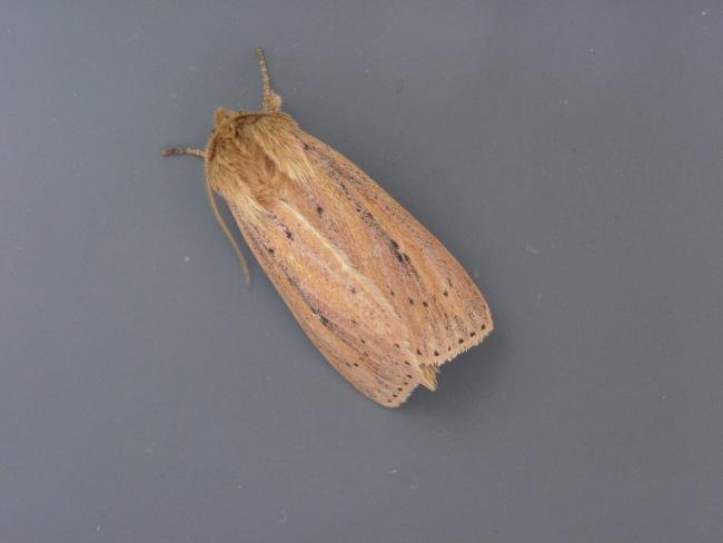 Webb's Wainscot (Globia sparganii), adult. Taken outside Durham, 18-08-2006. Copyright Keith Dover.
