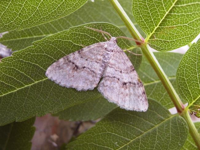 Welsh Wave (Venusia cambrica), adult. Chester-le-Street, 05-06-2006. Copyright Keith Dover.