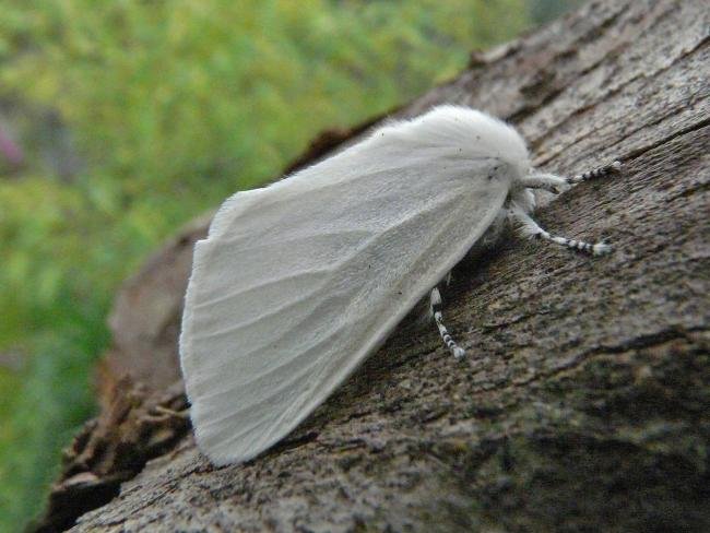 White Satin (Leucoma salicis), adult. Chester-le-Street, 09-07-2009. Copyright Keith Dover.