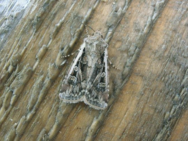 White-line Dart (Euxoa tritici), adult. Taken outside Durham, 17-08-2006. Copyright Keith Dover.