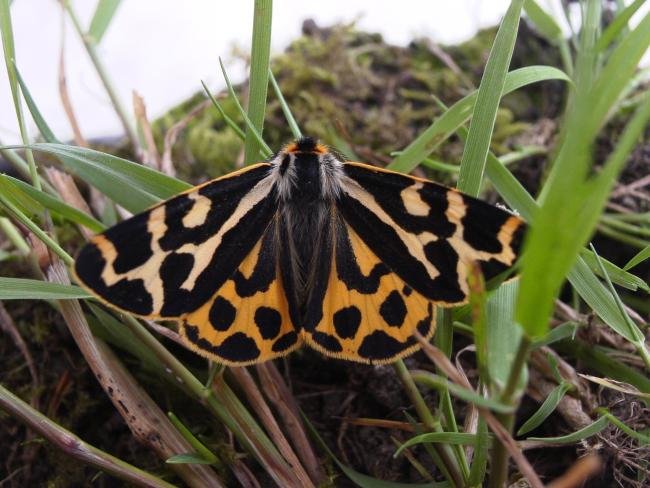 Wood Tiger (Parasemia plantaginis), adult. Stuartfield Plantation, 07-06-2007. Copyright Keith Dover.