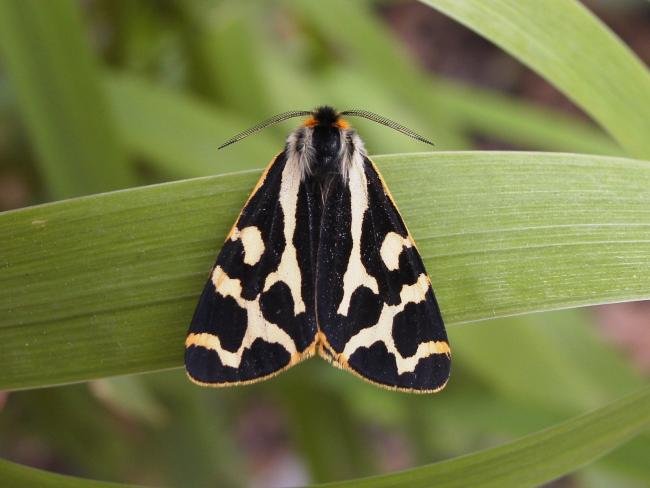 Wood Tiger (Parasemia plantaginis), adult. Stuartfield Plantation, 08-06-2007. Copyright Keith Dover.