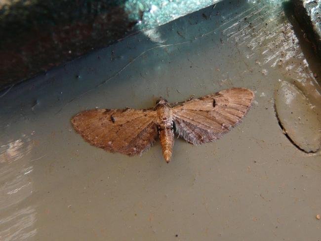 Wormwood Pug (Eupithecia absinthiata), adult. Chester-le-Street, 12-07-2009. Copyright Keith Dover.