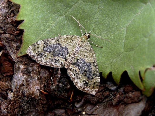 Yellow-barred Brindle (Acasis viretata), adult. Taken outside Durham, 24-04-2007. Copyright Keith Dover.