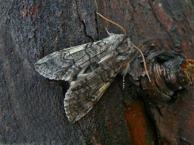 Yellow Horned (Achlya flavicornis), adult. Taken outside Durham, 20-03-2010. Copyright Keith Dover.