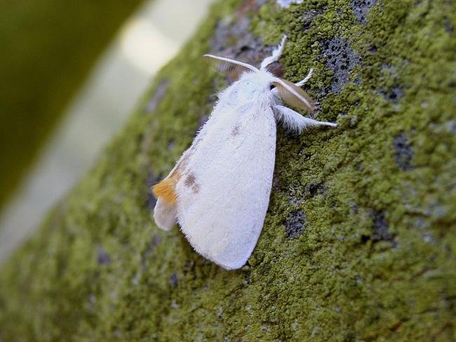Yellow-tail (Euproctis similis), adult. Taken outside Durham, 25-07-2006. Copyright Keith Dover.