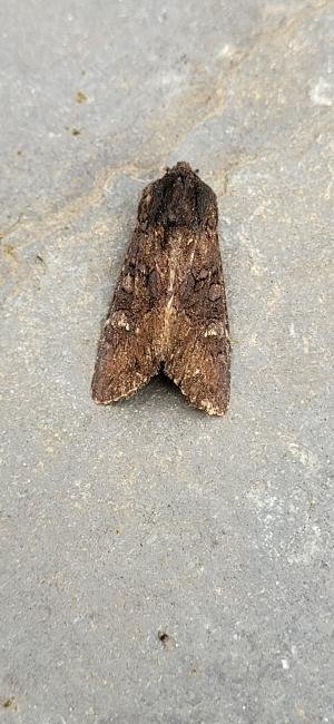 Black Rustic (Aporophyla nigra), adult. Old Quarrington, 19-10-2024. Copyright Richard Cowen.