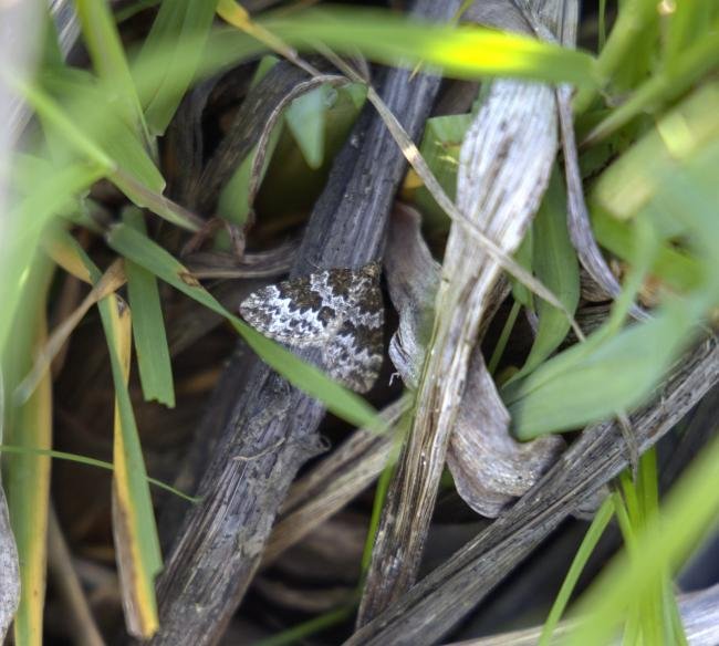 Broken-barred Carpet (Electrophaes corylata), adult. Old Quarrington, 23-05-2023. Copyright Richard Cowen.