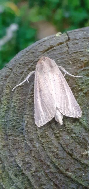 Bulrush Wainscot (Nonagria typhae), adult. Old Quarrington, 03-10-2020. Copyright Richard Cowen.