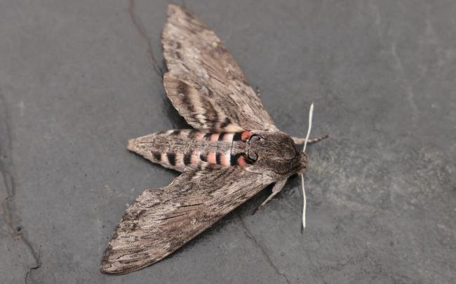 Convolvulus Hawk-moth (Agrius convolvuli), adult. Old Quarrington, 21-09-2024. Copyright Richard Cowen.