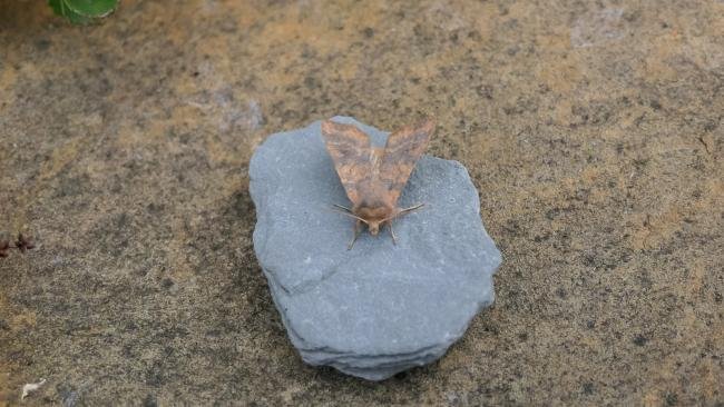 Dusky-lemon Sallow (Cirrhia gilvago), adult. Old Quarrington, 25-09-2021. Copyright Richard Cowen.